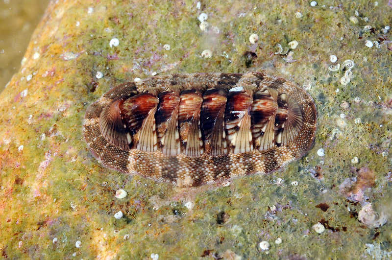 Differenti colorazioni di Chiton olivaceus - Minorca